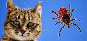 猫寄生虫视频演示-猫蜱虫